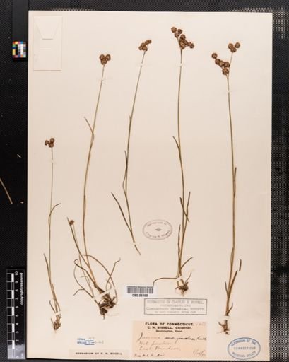 Juncus marginatus