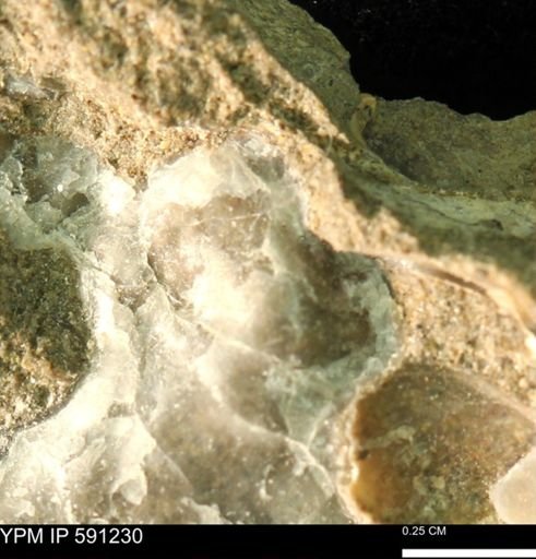 Ostrea translucida