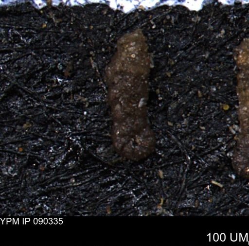 Ammobaculoides whitneyi