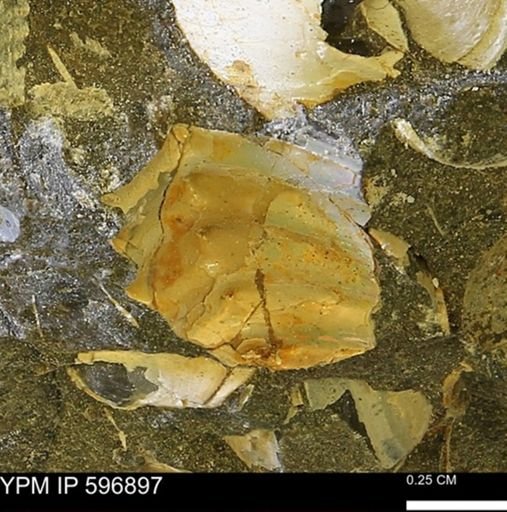 undet. Ammonoidea