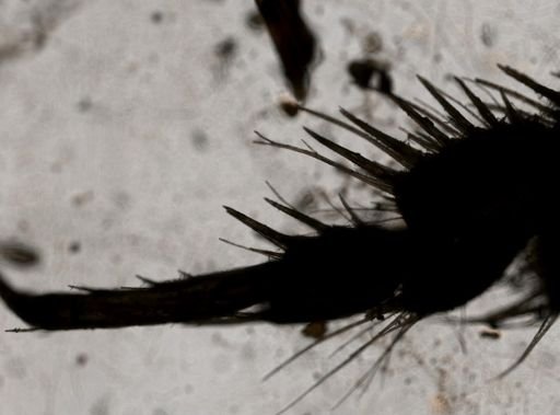 Politolana concharum