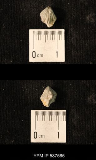 Camarotoechia whitei