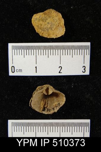undet. Brachiopoda
