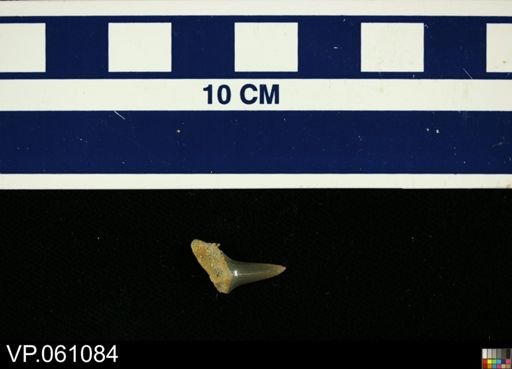Elasmobranchii