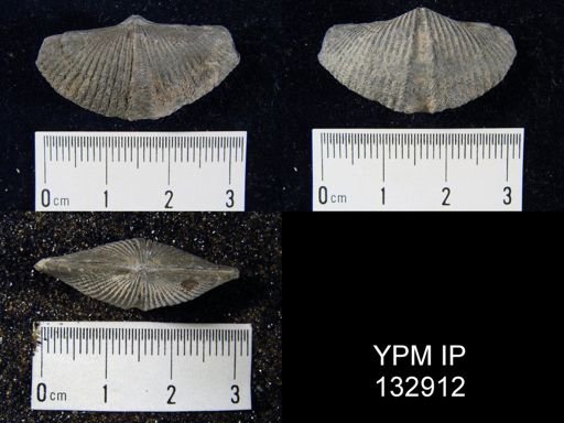 Mucrospirifer pennatus