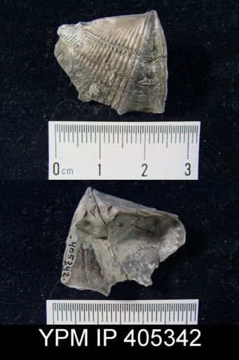 Spinocyrtia sp.