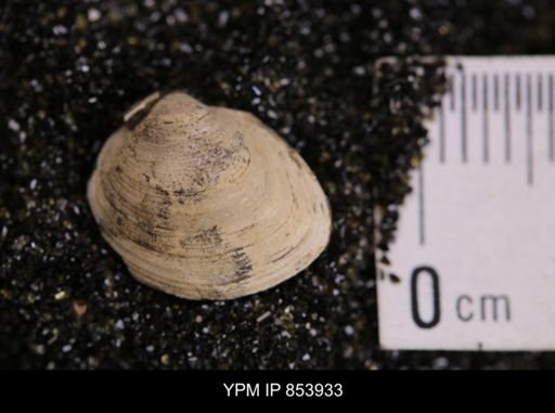 Limopsis striatopunctatus