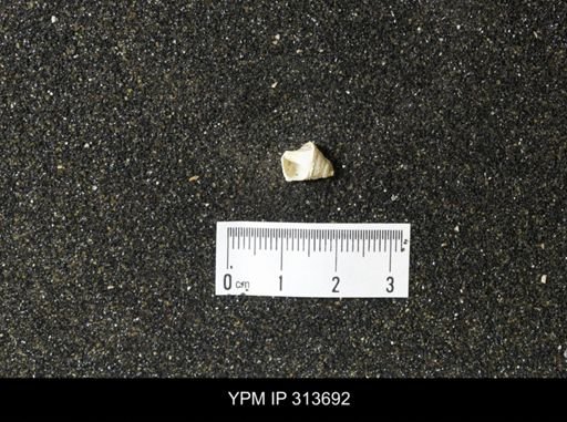 undet. Gastropoda