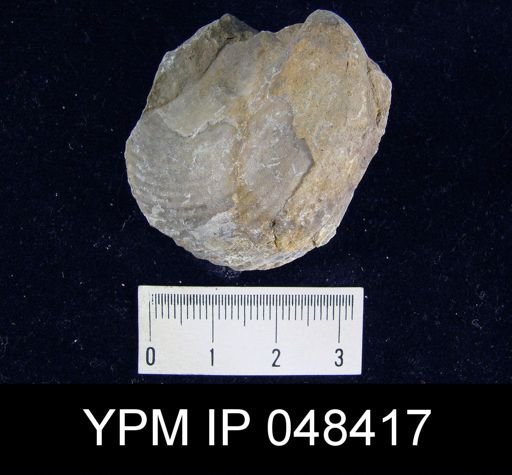 Rhipidium pingius