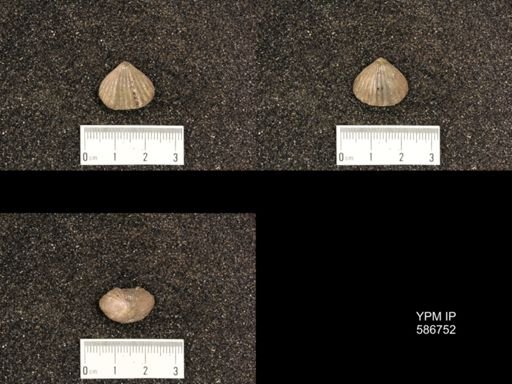 Rhynchotrema capax