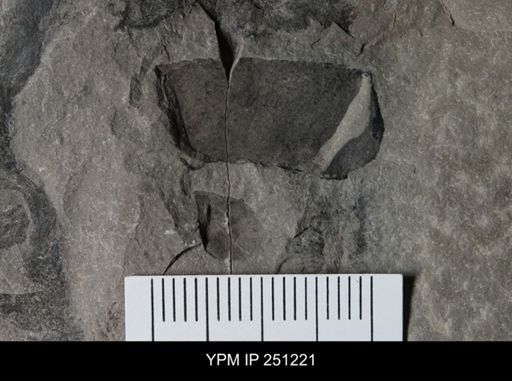 undet. Eurypterida
