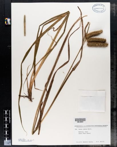 Carex comosa
