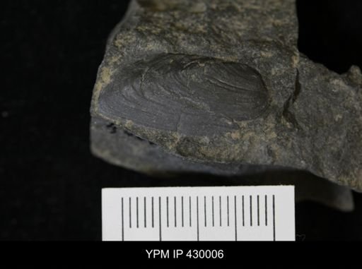 Modiomorpha undulata