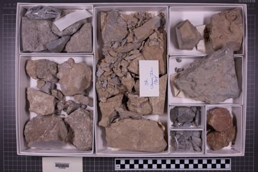 mixed taxa, stratigraphic collection