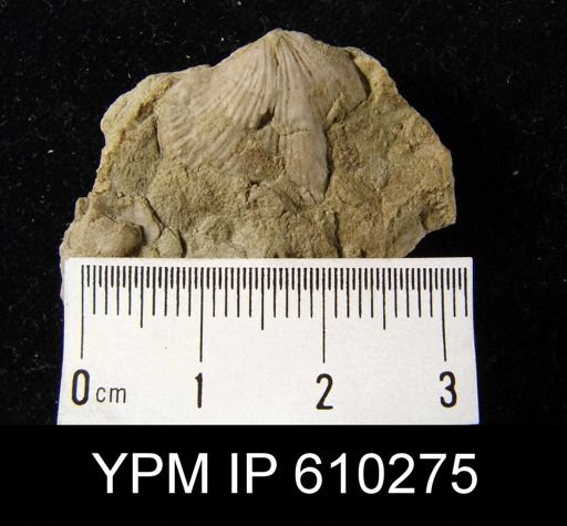 Atrypa sp.
