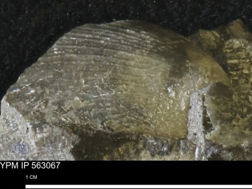 Oxytoma (Hypoxytoma) sp.
