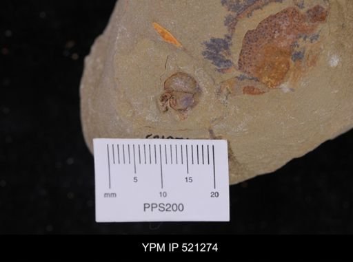 Phyllocystis sp.