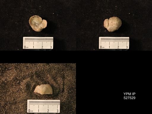Pustula nebrascensis
