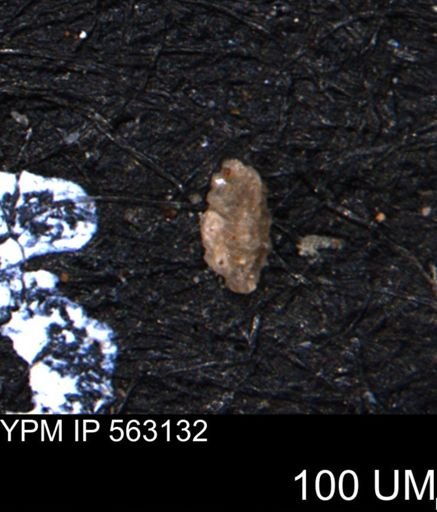 Verneuilina canadensis