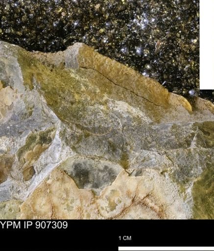 undet. Mollusca