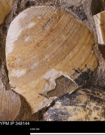 Limopsis striatopunctatus