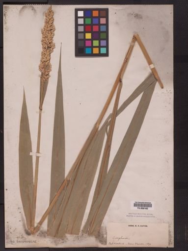 Sorghum halepense