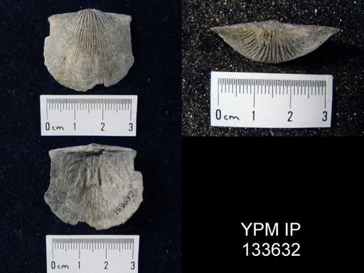 Stropheodonta demissa
