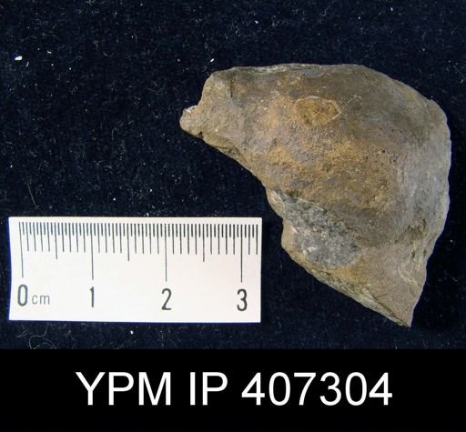 Brachyprion robustum