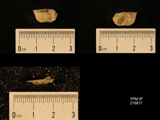 Chonetes granulifer