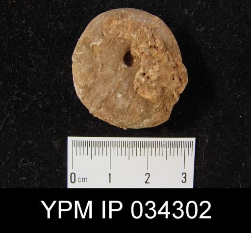 Popanoceras hanieli