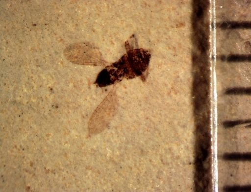 undet. Diptera