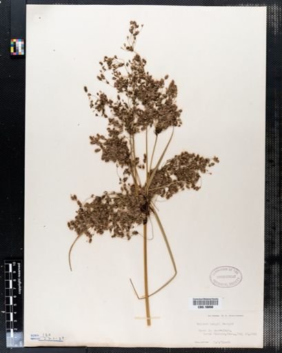 Scirpus longii