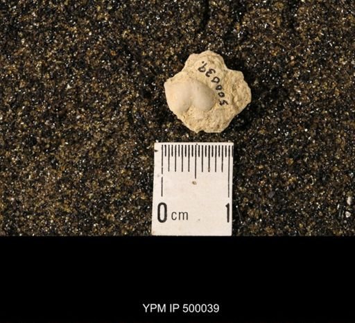 Chonetina flemingi