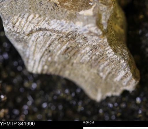 undet. Scaphitidae