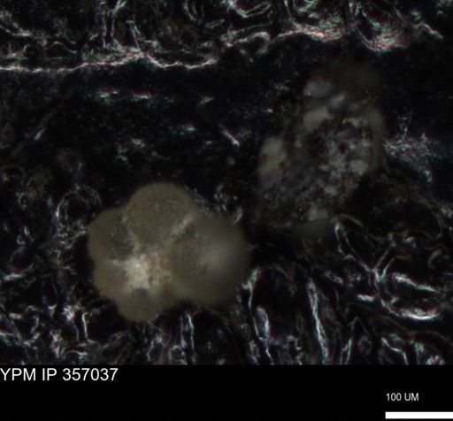undet. Foraminiferida