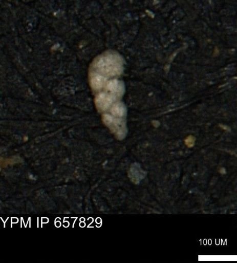 Verneuilinoides kansasensis
