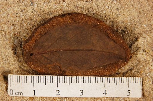 Angiospermopsida