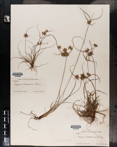 Cyperus