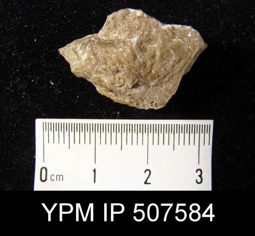 Spirifer segmentum