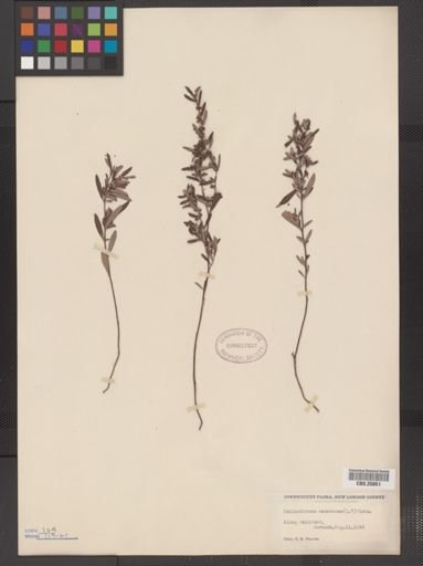 Helianthemum canadense