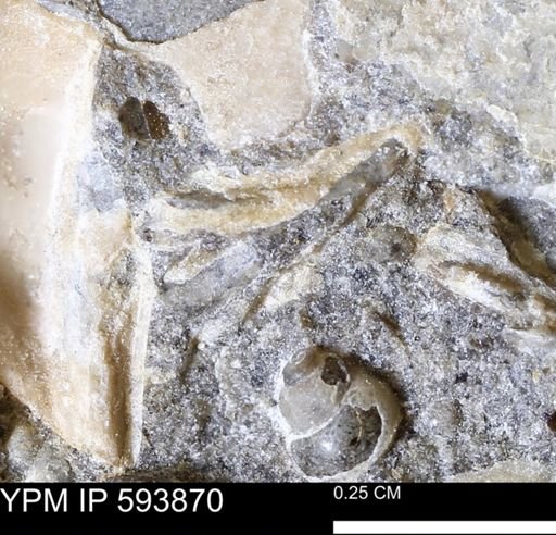 undet. Ammonoidea