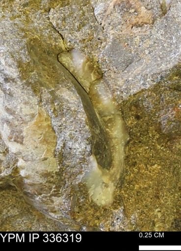 undet. Bivalvia