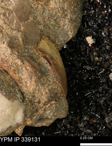 undet. Bivalvia
