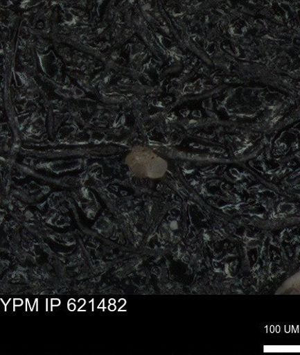 undet. Foraminiferida