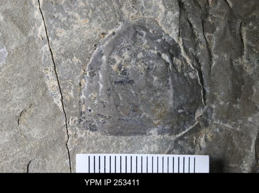 undet. Eurypterida