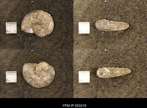 Discoscaphites conradi