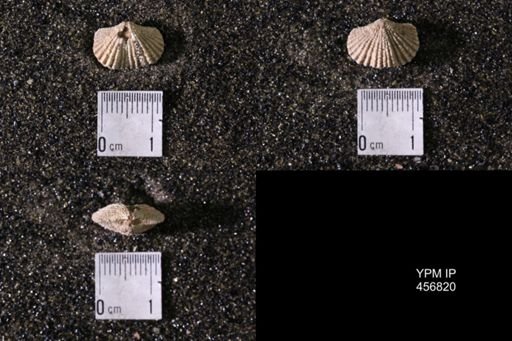 taxon undetermined