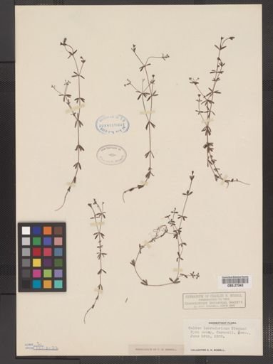Galium labradoricum