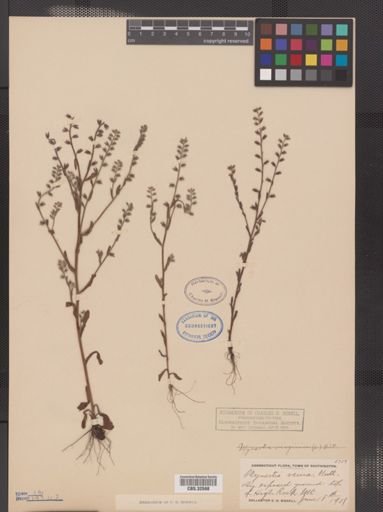 Myosotis verna