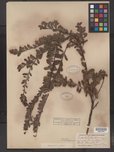 Arctostaphylos uva-ursi